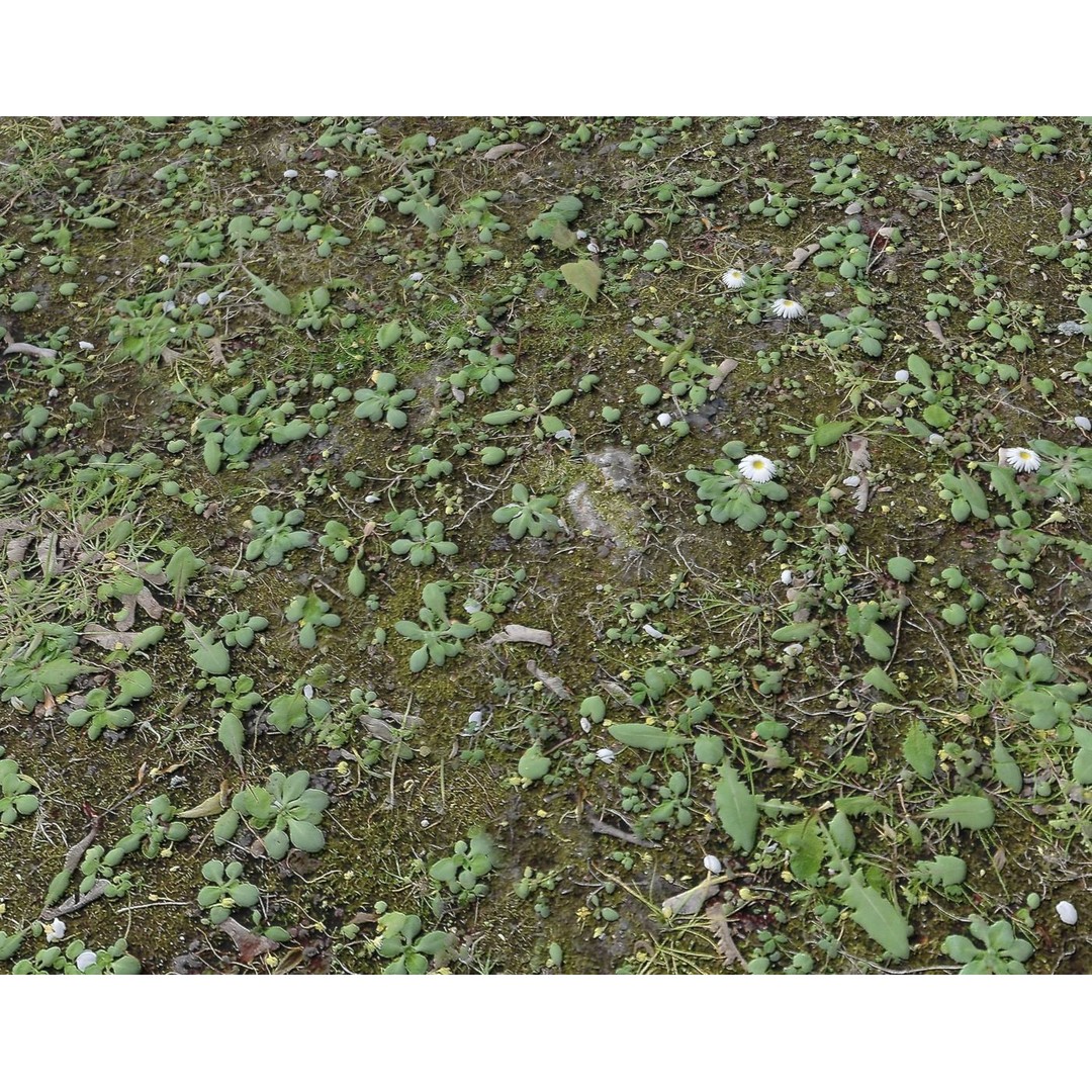 Forest Terrain 3D Model – PBR Textures for Natural Landscapes - View 17