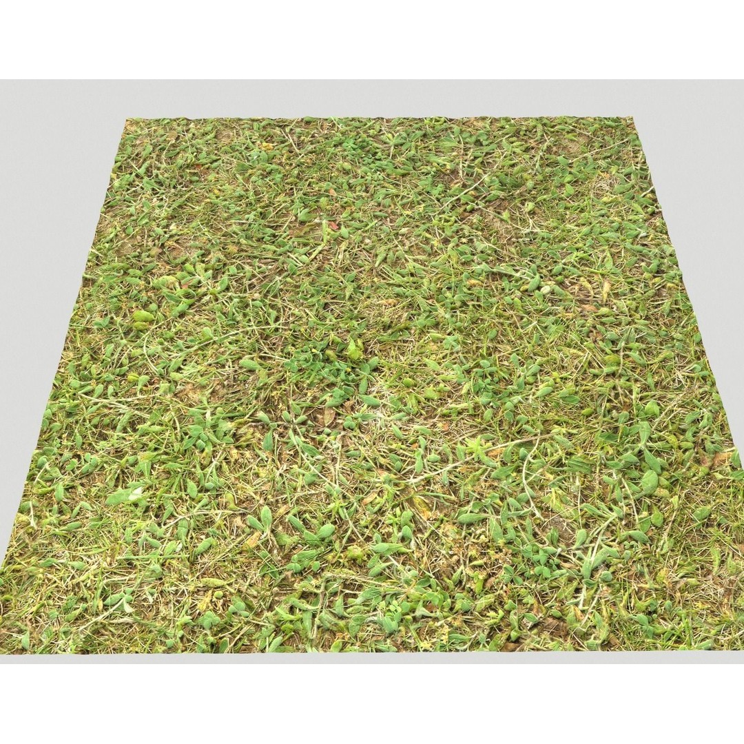 Forest Terrain 3D Model – PBR Textures for Natural Landscapes - View 19