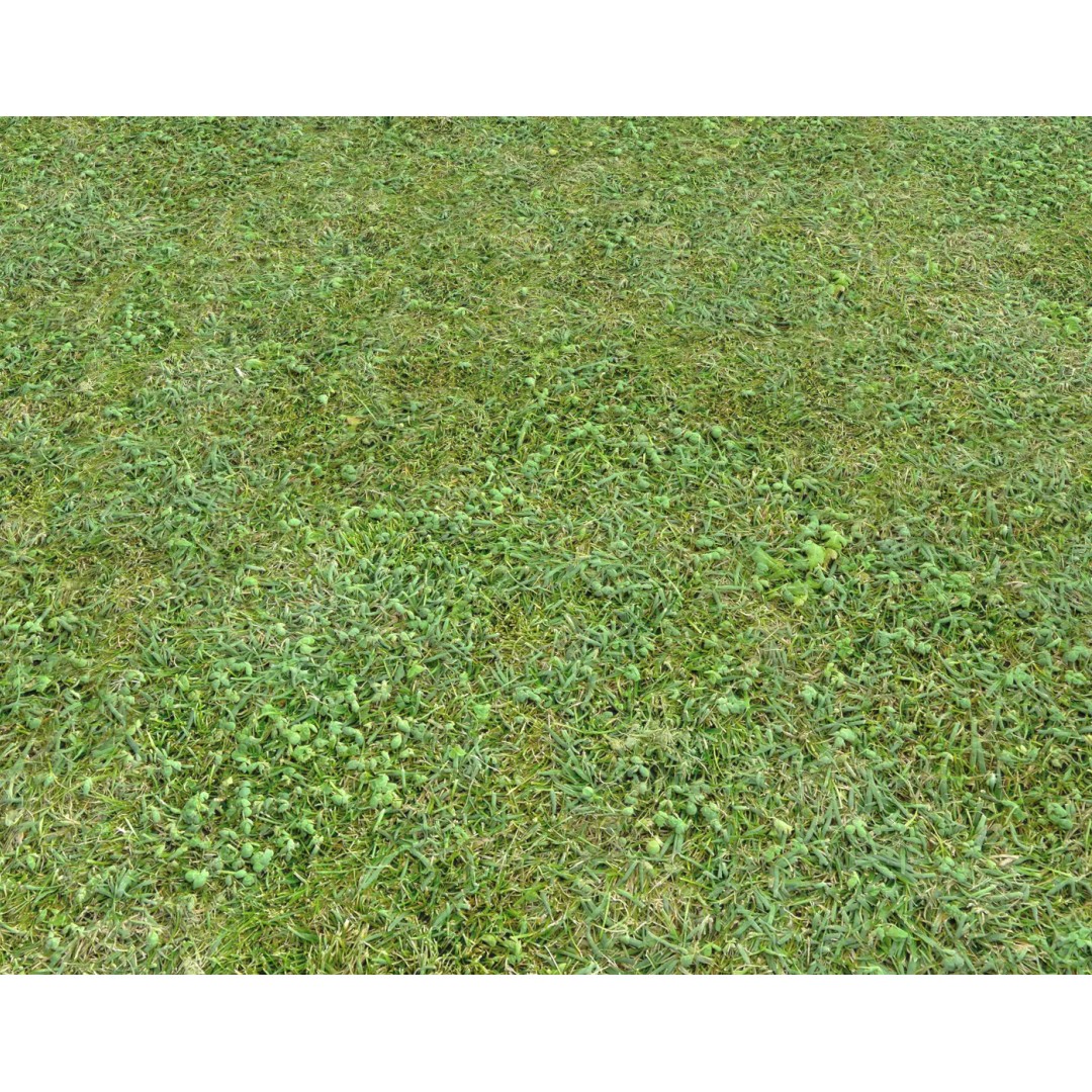 Forest Terrain 3D Model – PBR Textures for Natural Landscapes - View 2