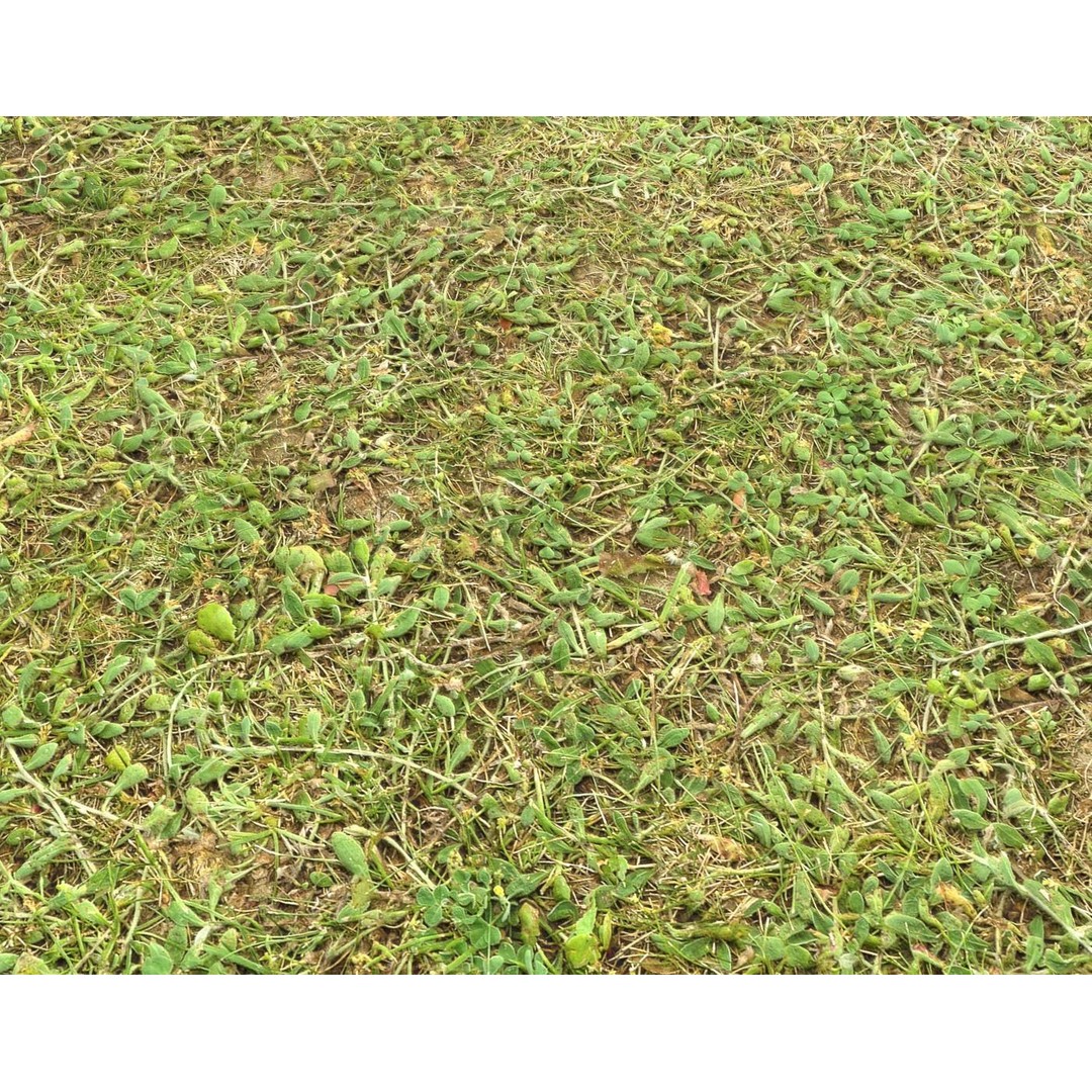 Forest Terrain 3D Model – PBR Textures for Natural Landscapes - View 6
