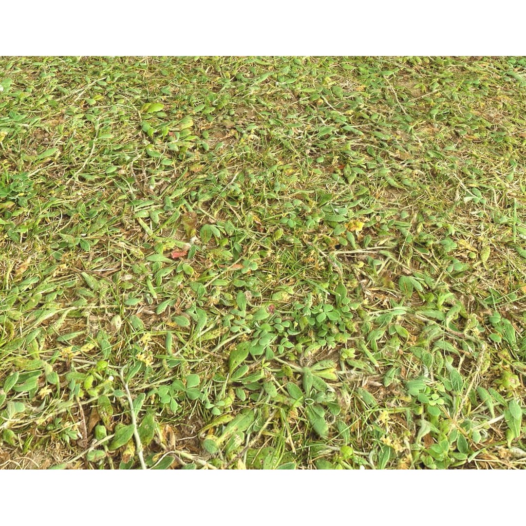 Forest Terrain 3D Model – PBR Textures for Natural Landscapes - View 7