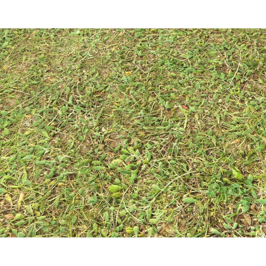 Forest Terrain 3D Model – PBR Textures for Natural Landscapes - View 9