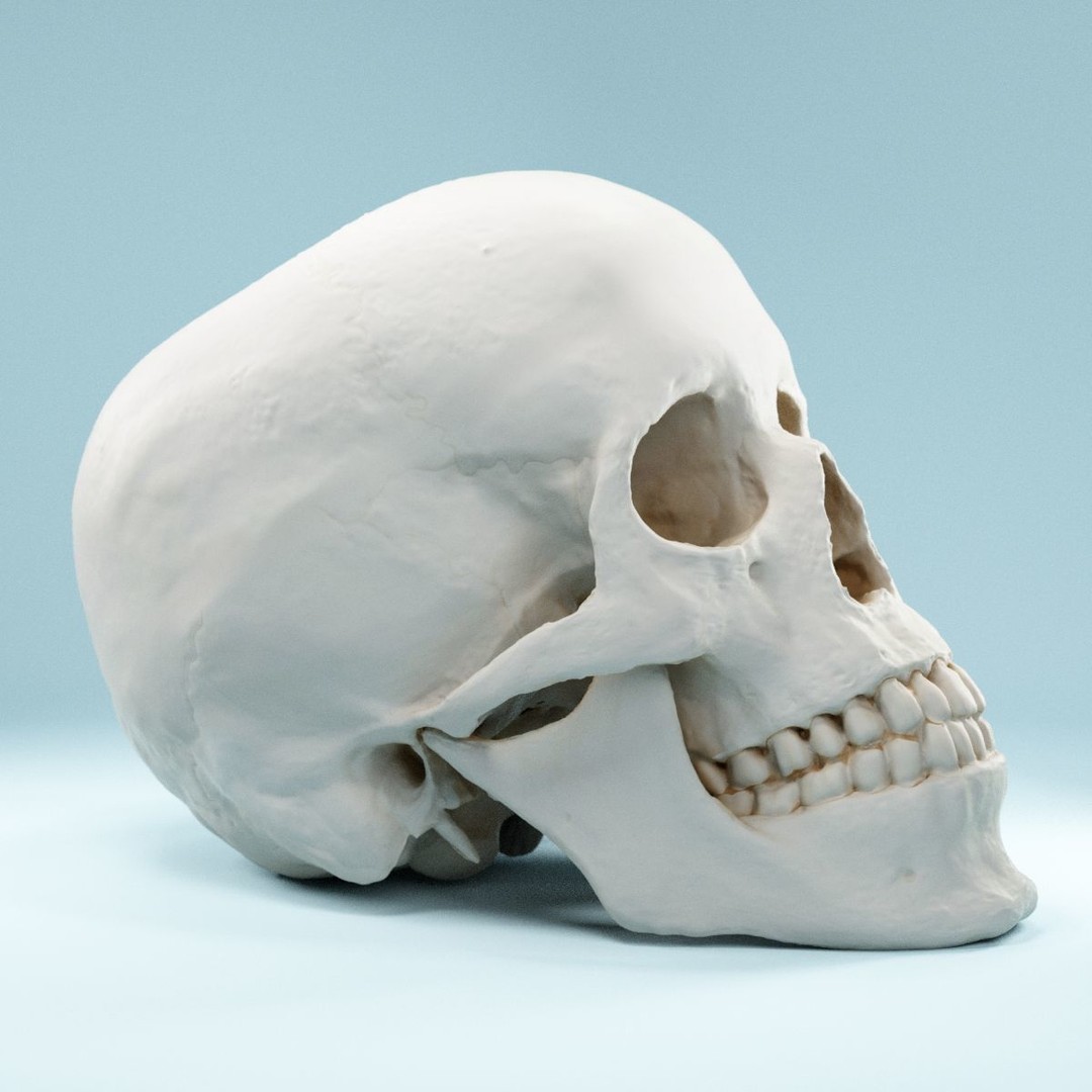 Human Skull 3D Model – Low Poly Photorealistic Asset for Games, FBX