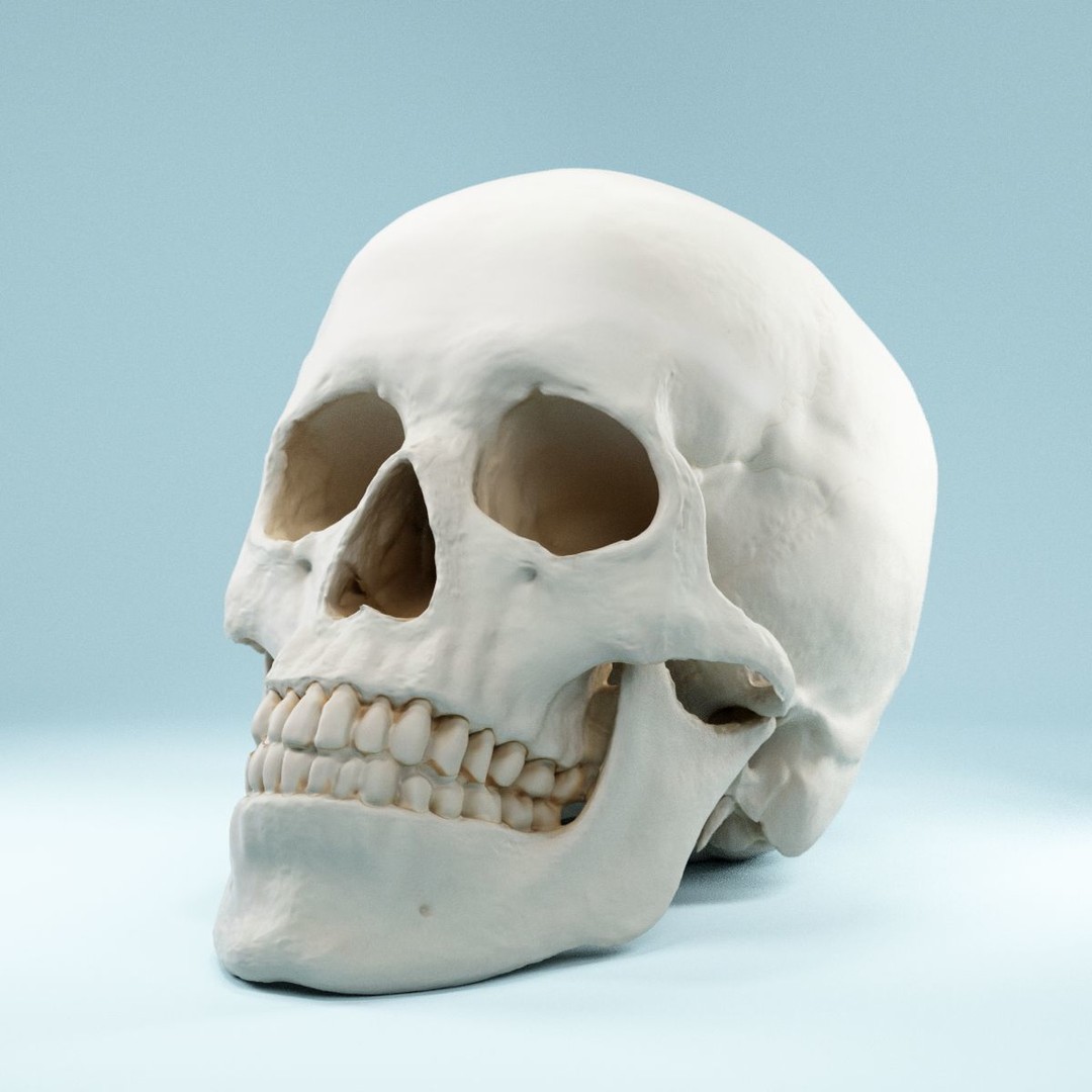 Human Skull 3D Model – Low Poly Photorealistic Asset for Games, FBX - View 10