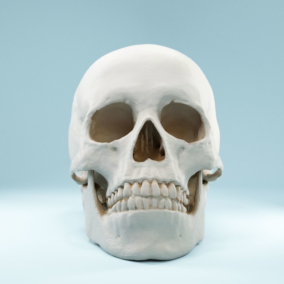 Human Skull 3D Model – Low Poly Photorealistic Asset for Games, FBX - View 11