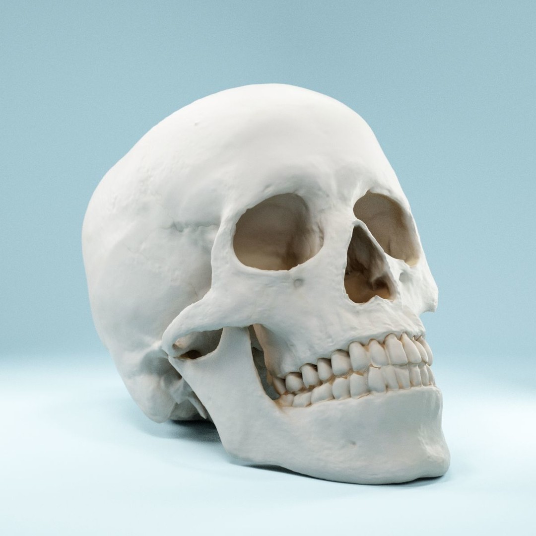 Human Skull 3D Model – Low Poly Photorealistic Asset for Games, FBX - View 12