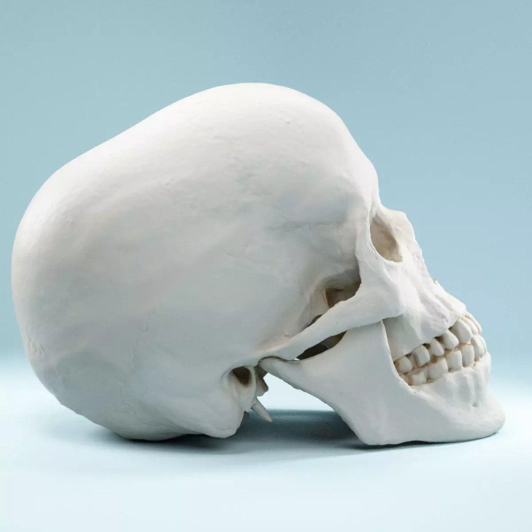 Human Skull 3D Model – Low Poly Photorealistic Asset for Games, FBX - View 2