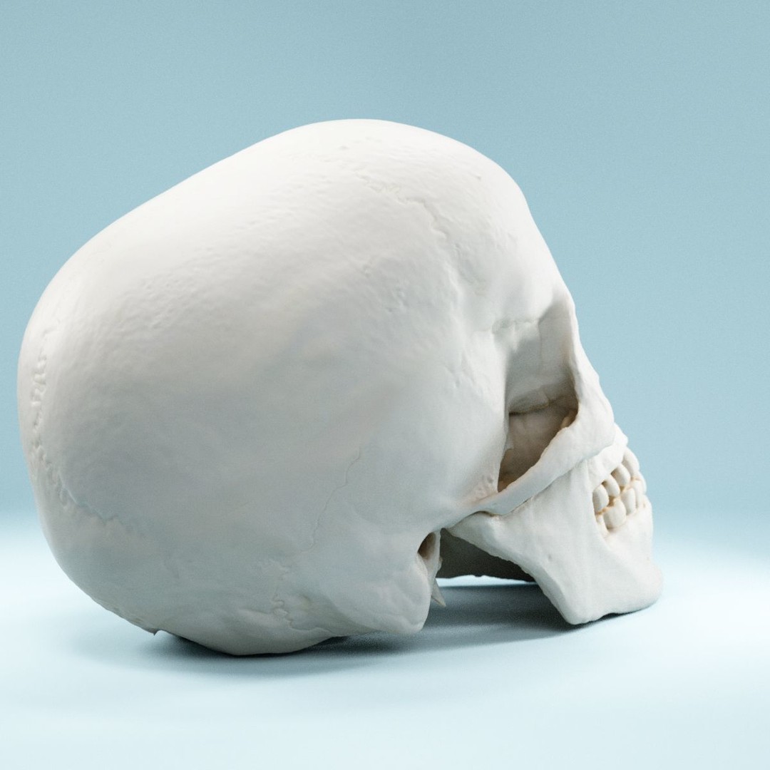 Human Skull 3D Model – Low Poly Photorealistic Asset for Games, FBX - View 3