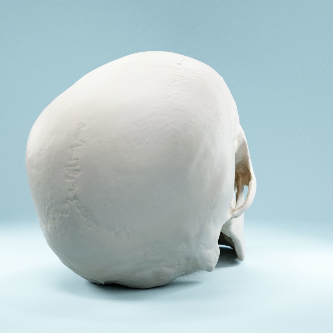 Human Skull 3D Model – Low Poly Photorealistic Asset for Games, FBX - View 4