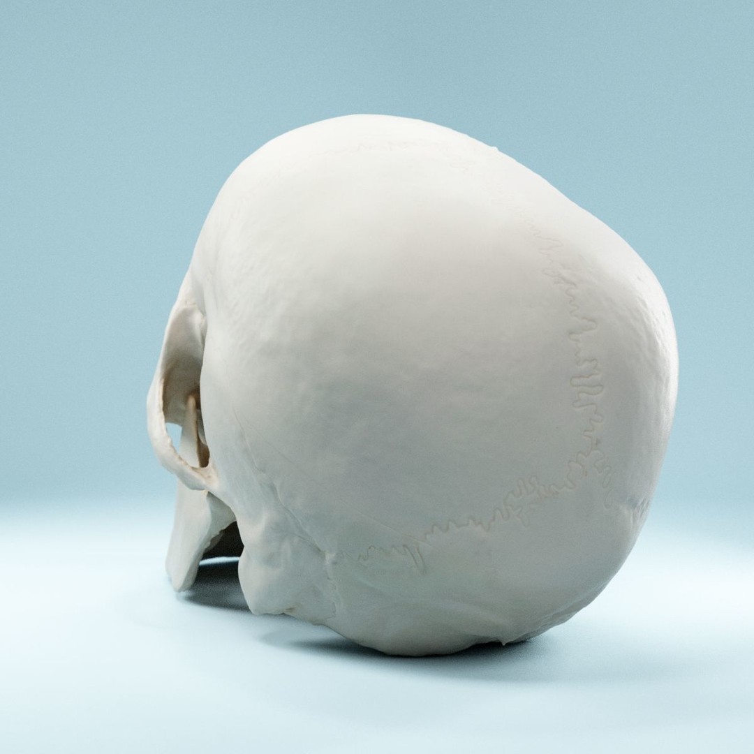 Human Skull 3D Model – Low Poly Photorealistic Asset for Games, FBX - View 6