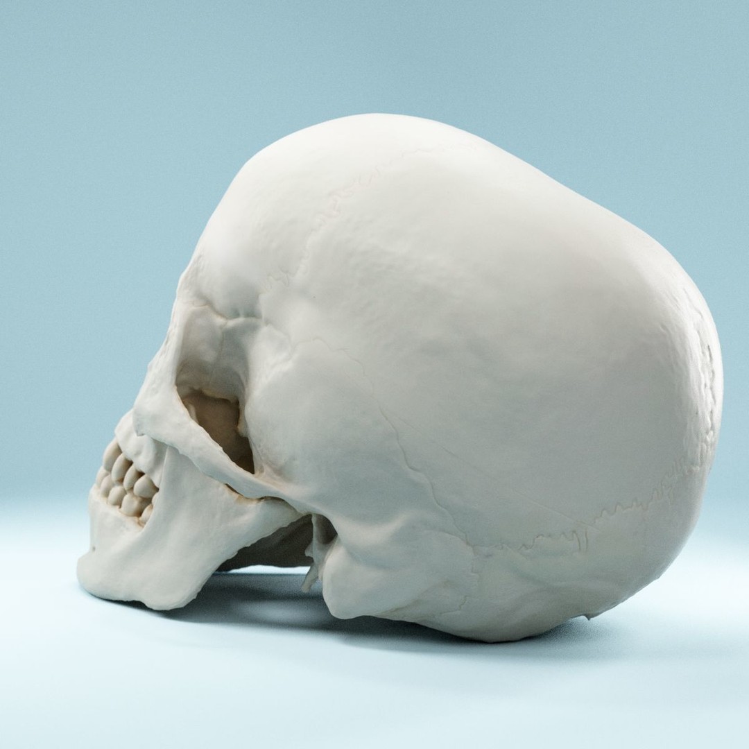 Human Skull 3D Model – Low Poly Photorealistic Asset for Games, FBX - View 7