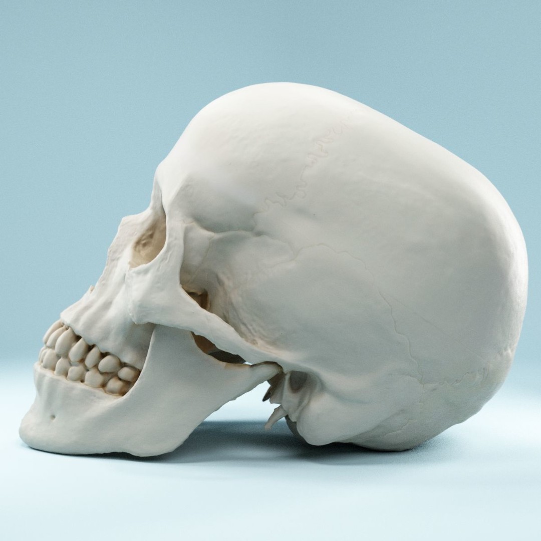 Human Skull 3D Model – Low Poly Photorealistic Asset for Games, FBX - View 8