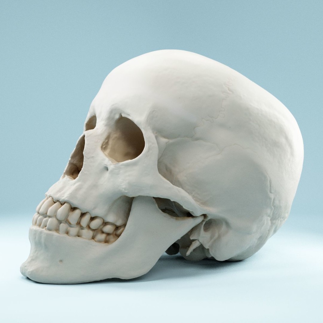 Human Skull 3D Model – Low Poly Photorealistic Asset for Games, FBX - View 9
