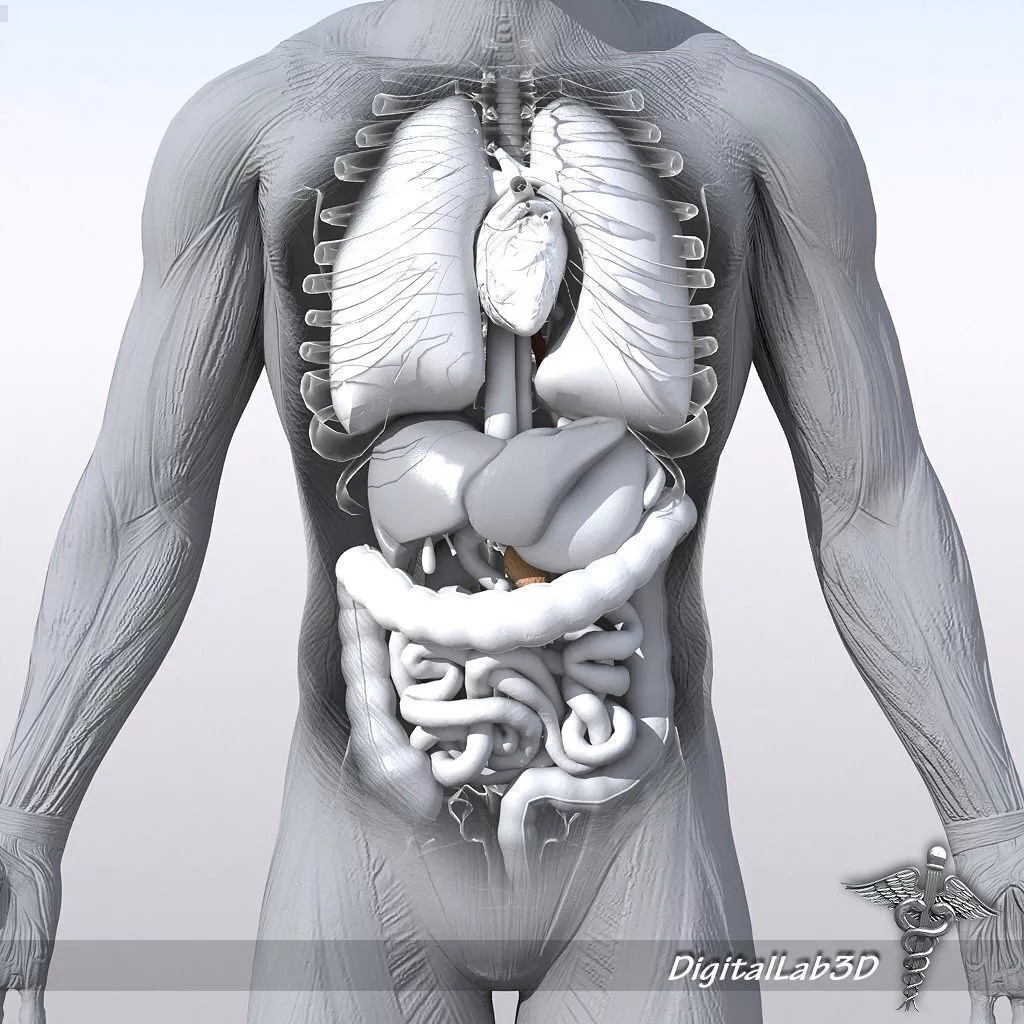 Rigged Human Male and Female Anatomy 3D Model – Medical Animation Asset
