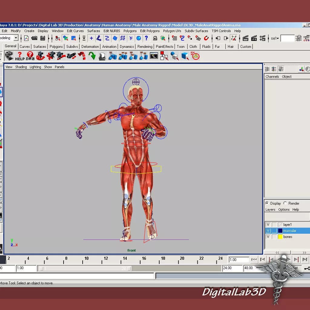 Rigged Human Male and Female Anatomy 3D Model – Medical Animation Asset - View 10