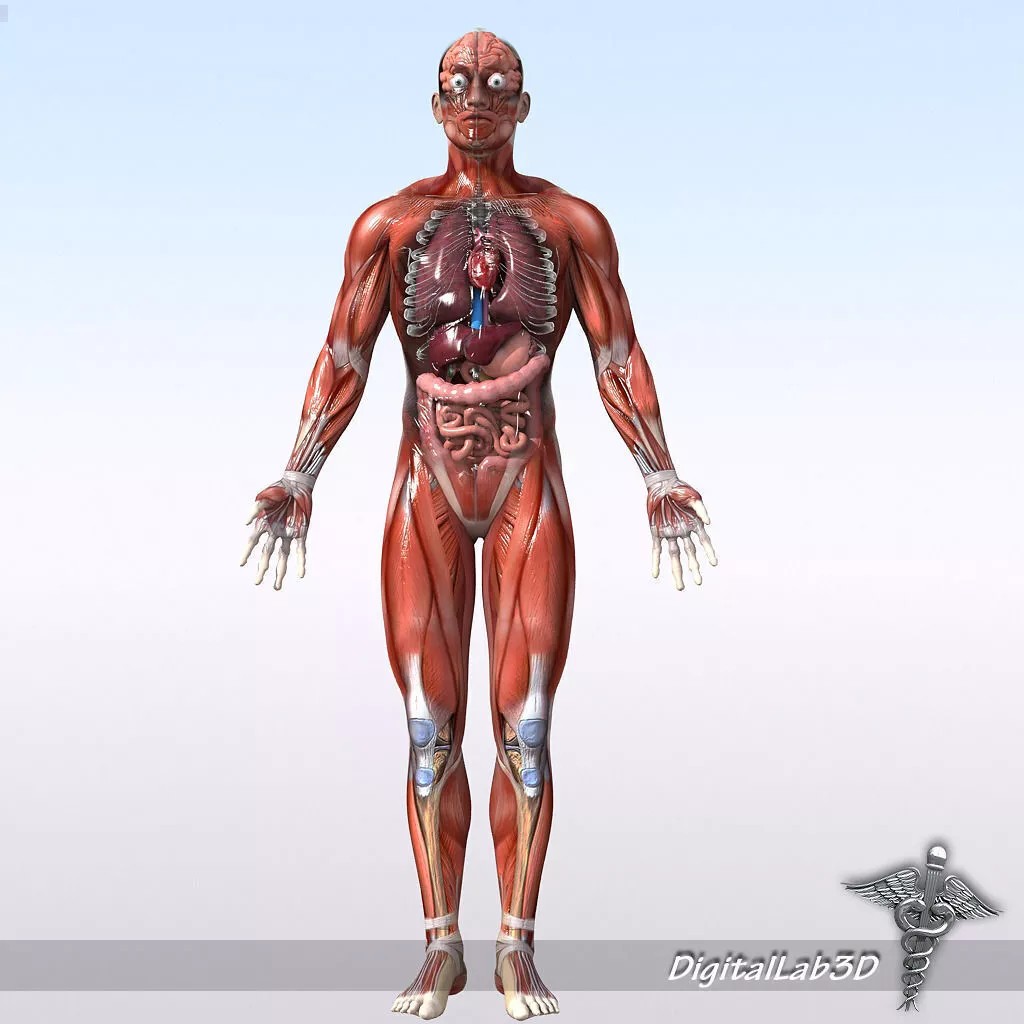 Rigged Human Male and Female Anatomy 3D Model – Medical Animation Asset - View 12