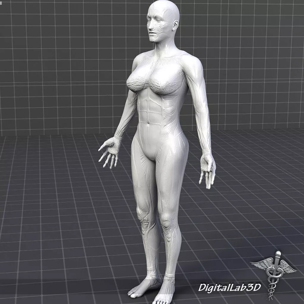 Rigged Human Male and Female Anatomy 3D Model – Medical Animation Asset - View 13