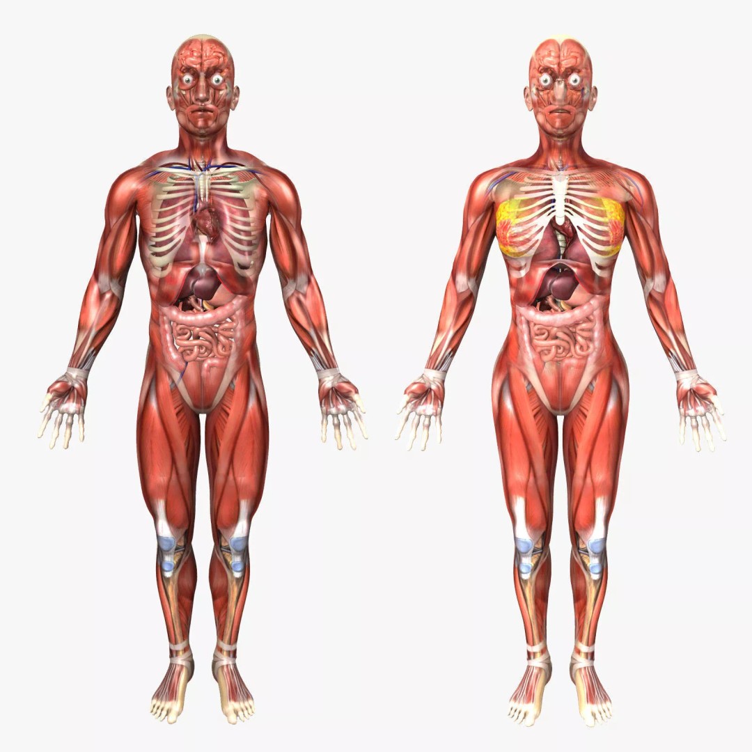 Rigged Human Male and Female Anatomy 3D Model – Medical Animation Asset - View 2