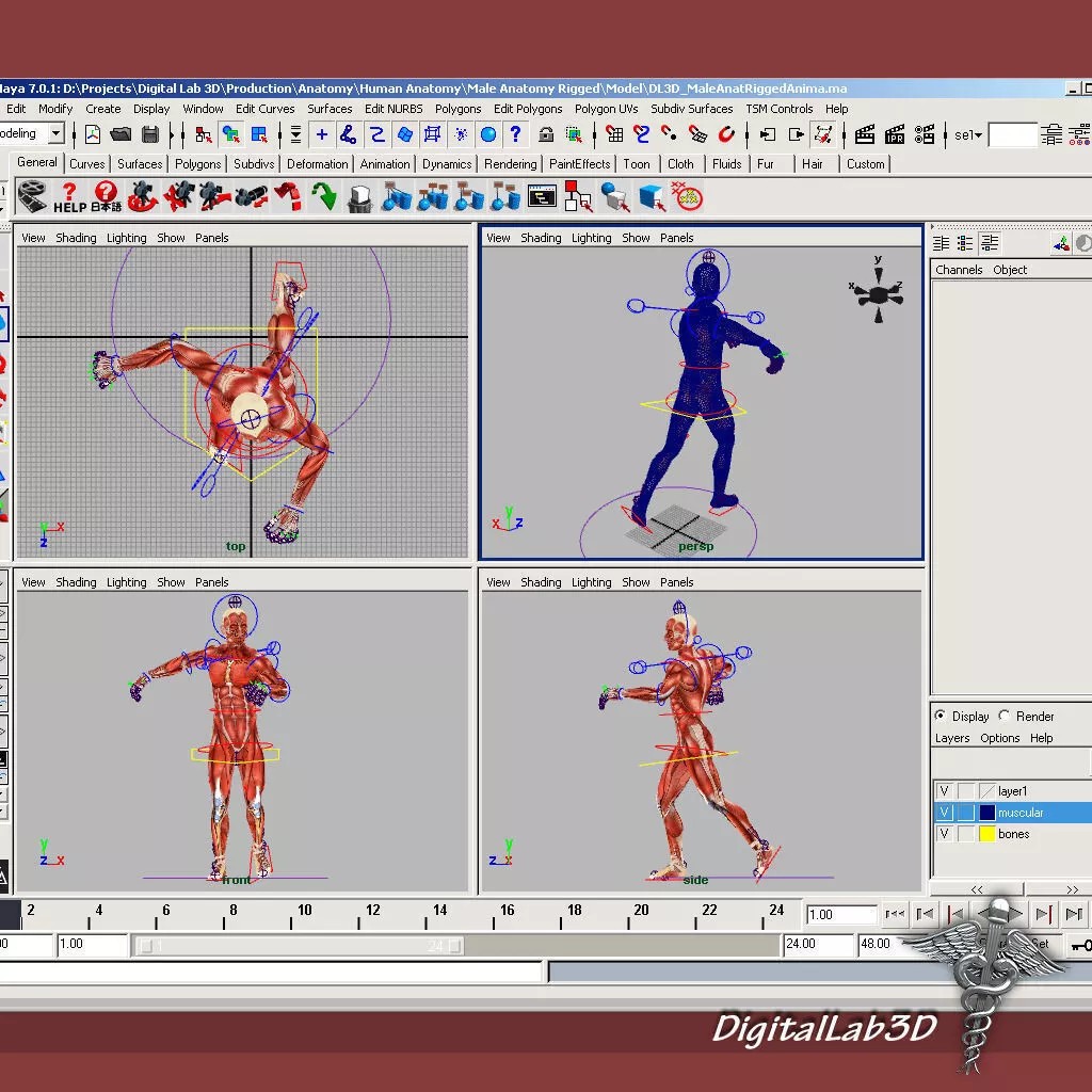 Rigged Human Male and Female Anatomy 3D Model – Medical Animation Asset - View 3
