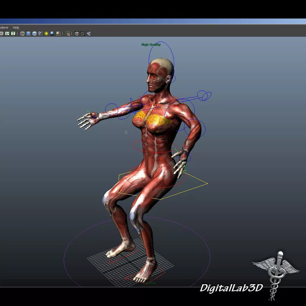 Rigged Human Male and Female Anatomy 3D Model – Medical Animation Asset - View 4