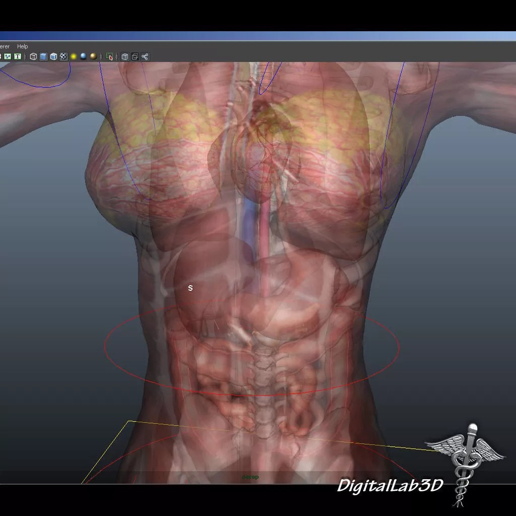 Rigged Human Male and Female Anatomy 3D Model – Medical Animation Asset - View 5