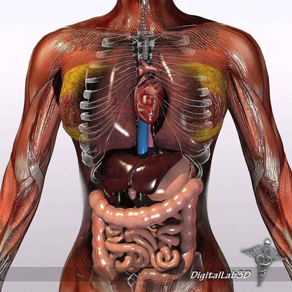 Rigged Human Male and Female Anatomy 3D Model – Medical Animation Asset - View 6