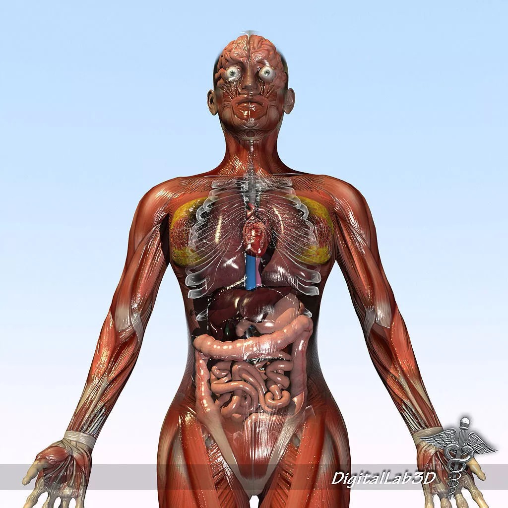 Rigged Human Male and Female Anatomy 3D Model – Medical Animation Asset - View 7