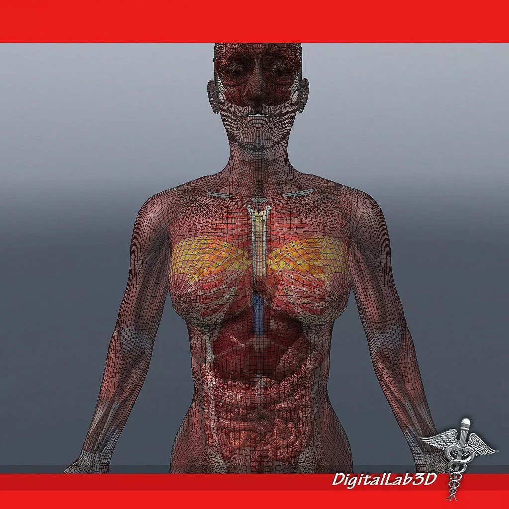 Rigged Human Male and Female Anatomy 3D Model – Medical Animation Asset - View 8