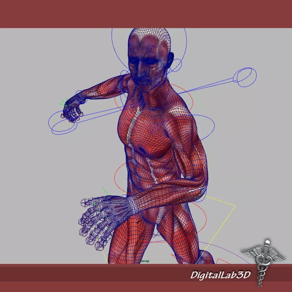 Rigged Human Male and Female Anatomy 3D Model – Medical Animation Asset - View 9