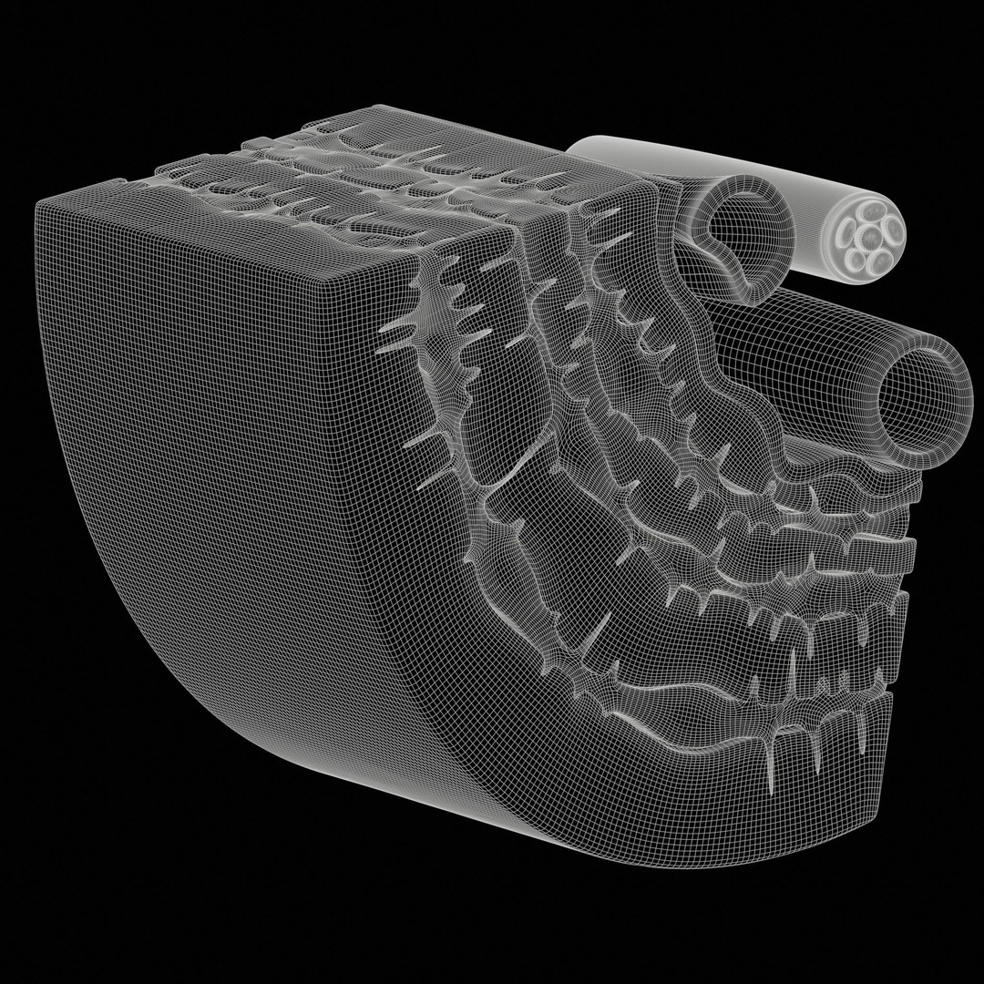 Osteocyte in Compact Bone Osteon 3D Model – High Poly PBR Asset, FBX, OBJ - View 9