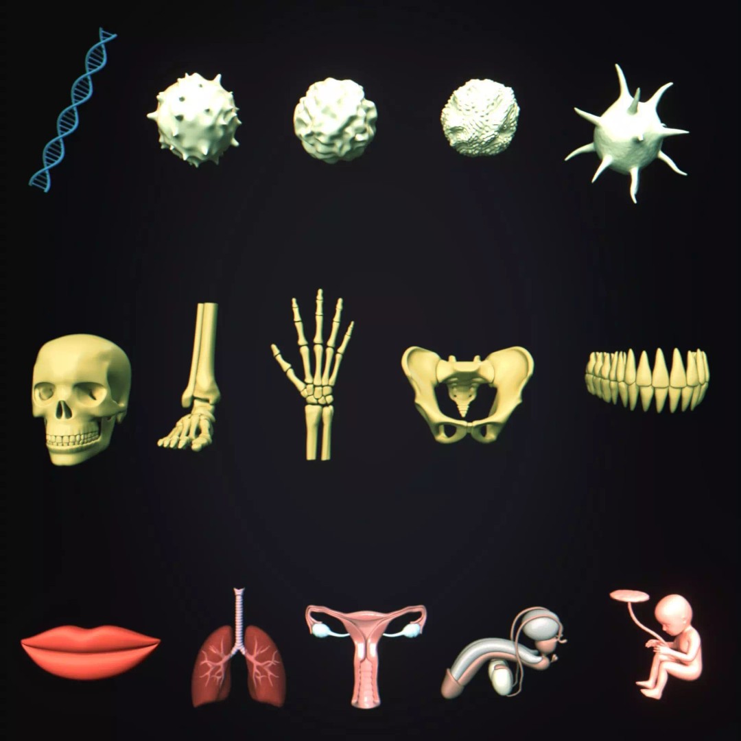 Fetus Anatomy 3D Model – Low Poly Medical Asset, FBX, OBJ