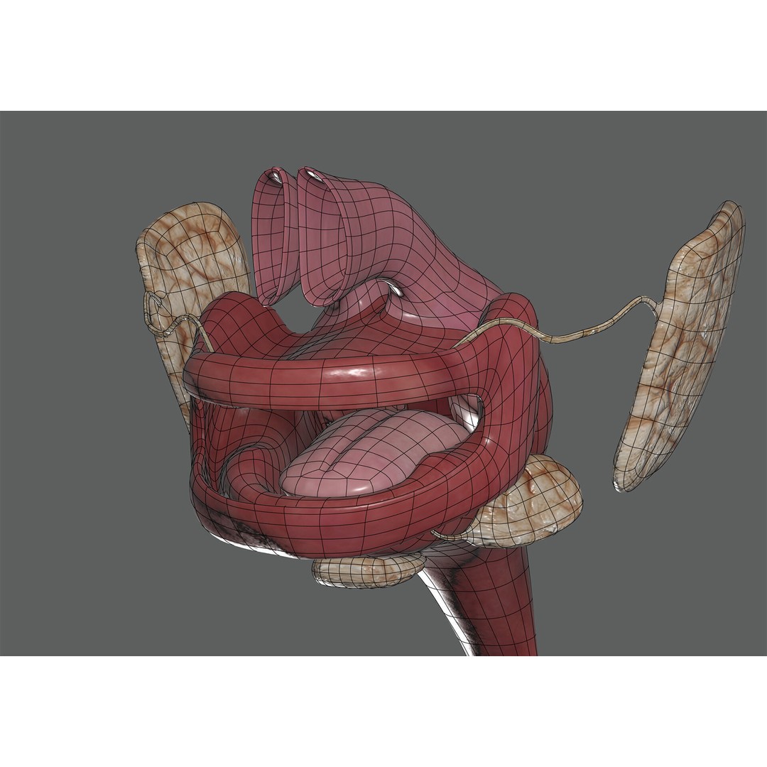 Human Female Digestive Anatomy 3D Model – Realistic Anatomical Structure, FBX, OBJ