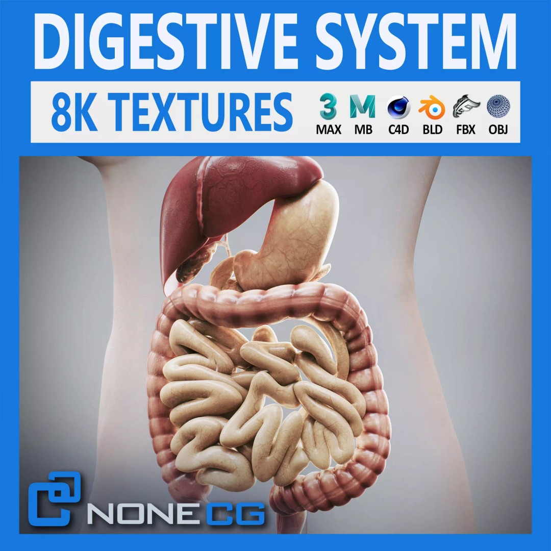 Human Female Digestive Anatomy 3D Model – Realistic Anatomical Structure, FBX, OBJ - View 2