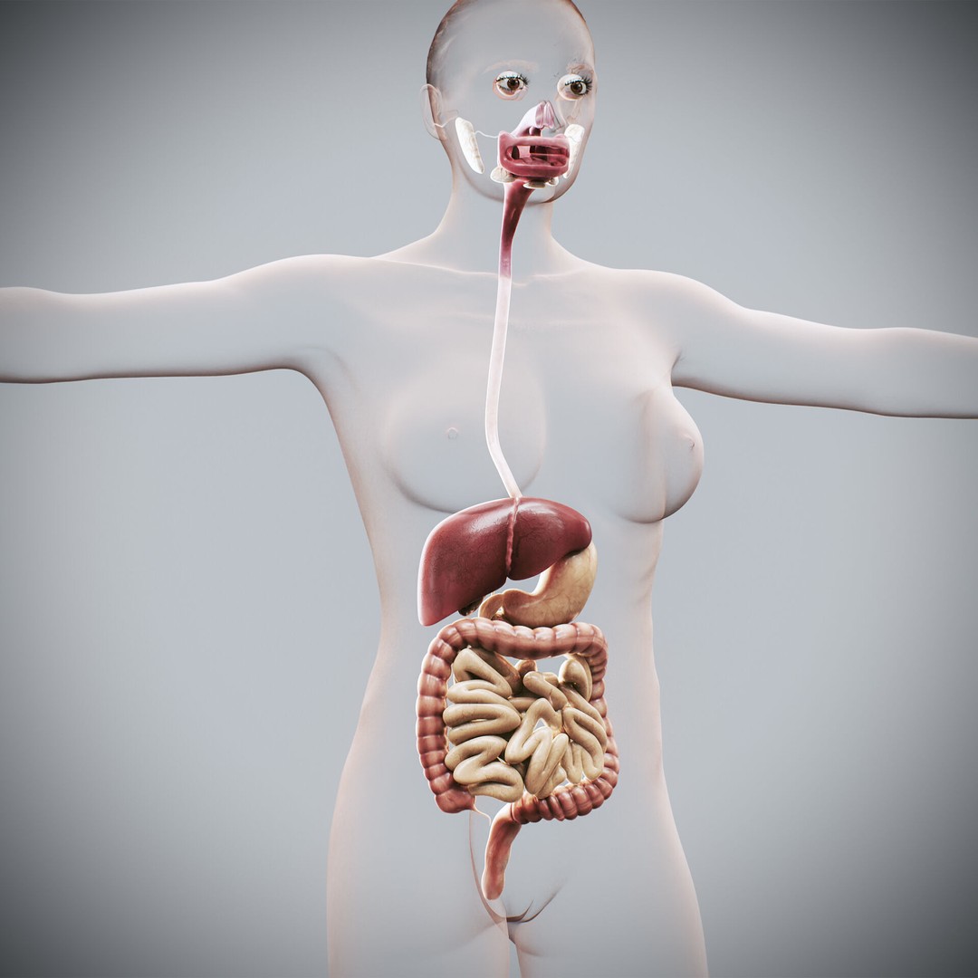 Human Female Digestive Anatomy 3D Model – Realistic Anatomical Structure, FBX, OBJ - View 3