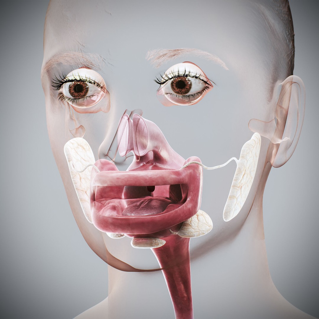 Human Female Digestive Anatomy 3D Model – Realistic Anatomical Structure, FBX, OBJ - View 4