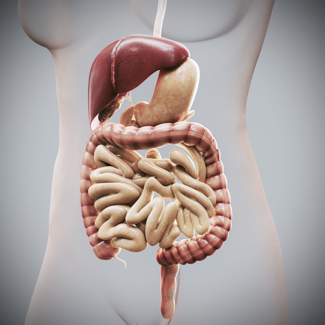 Human Female Digestive Anatomy 3D Model – Realistic Anatomical Structure, FBX, OBJ - View 5