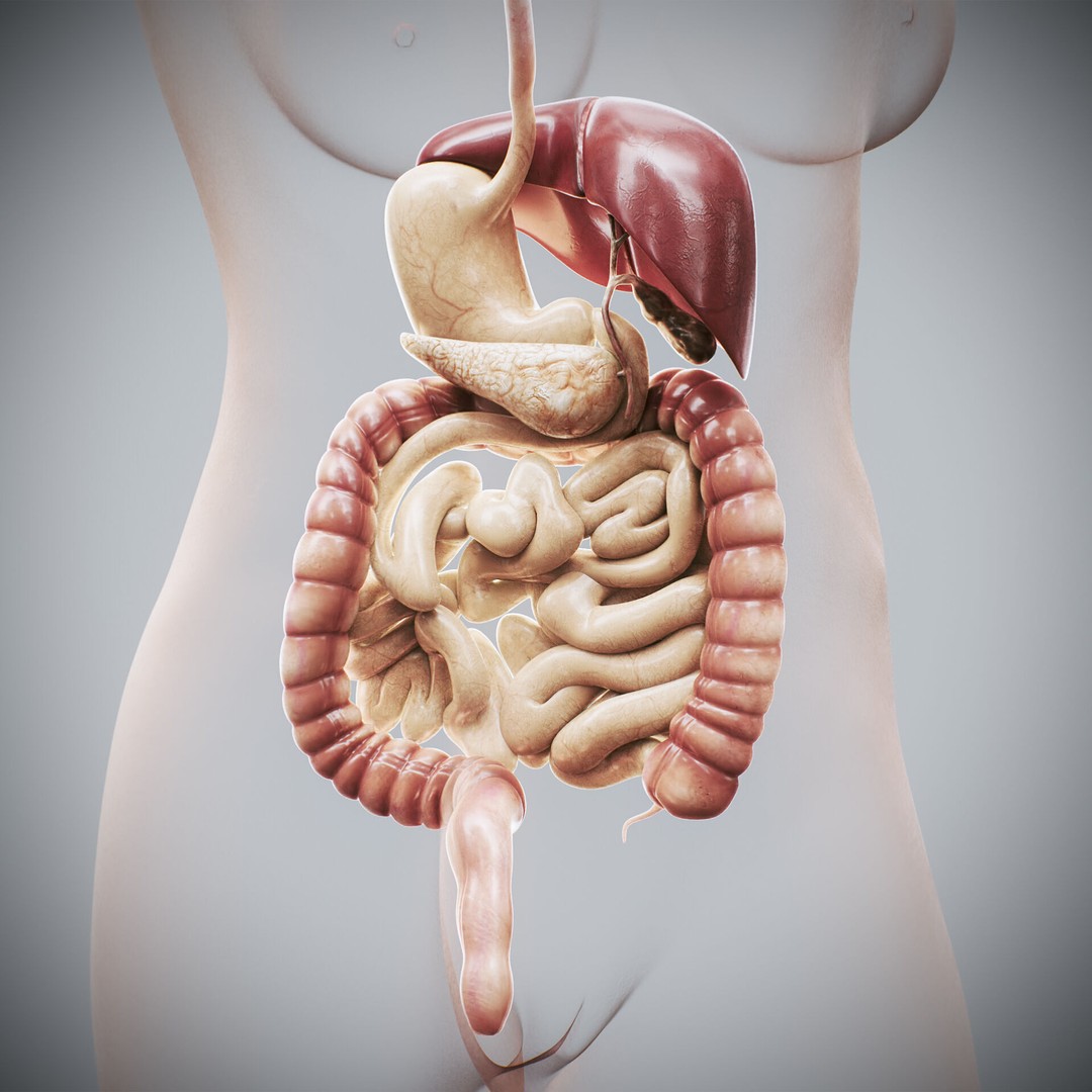 Human Female Digestive Anatomy 3D Model – Realistic Anatomical Structure, FBX, OBJ - View 6