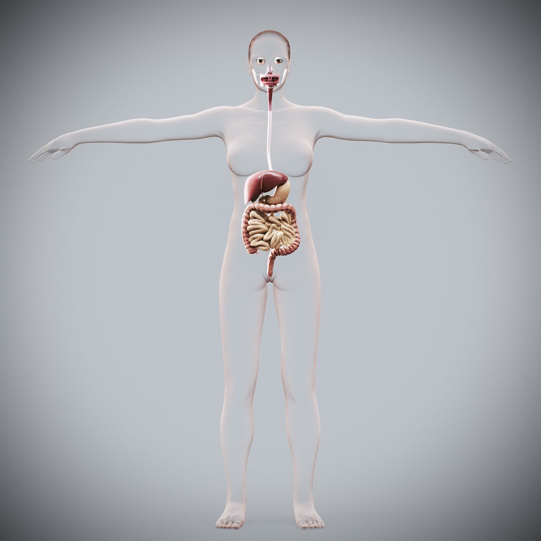 Human Female Digestive Anatomy 3D Model – Realistic Anatomical Structure, FBX, OBJ - View 7