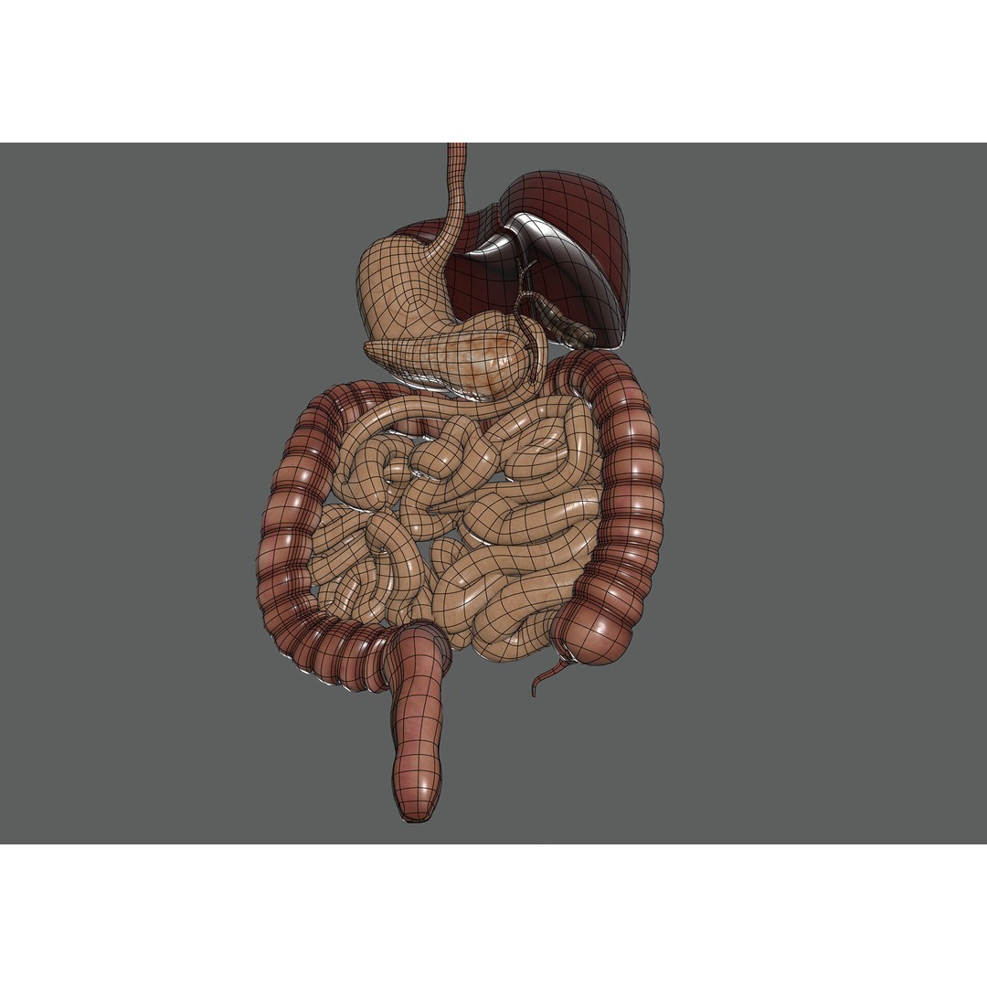 Human Female Digestive Anatomy 3D Model – Realistic Anatomical Structure, FBX, OBJ - View 8