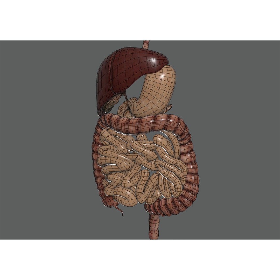 Human Female Digestive Anatomy 3D Model – Realistic Anatomical Structure, FBX, OBJ - View 9