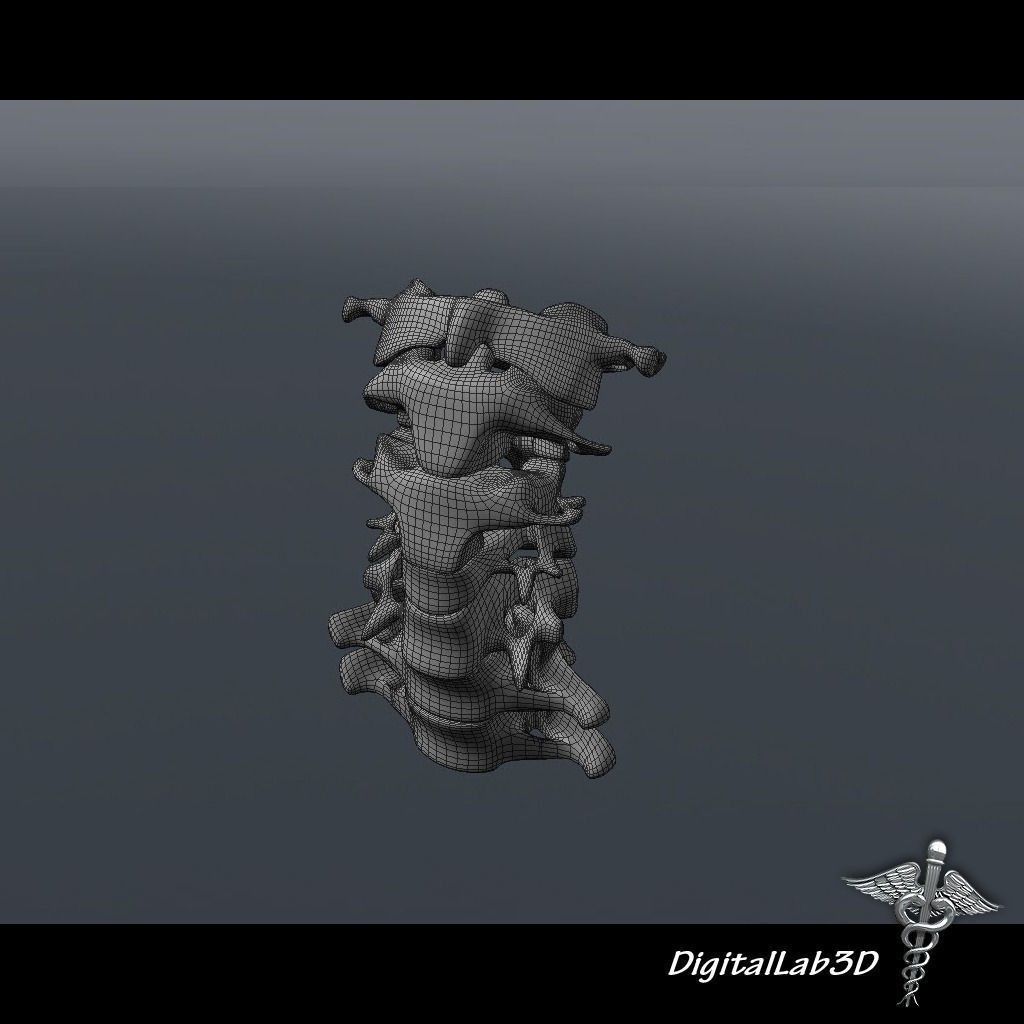 Human Cervical Vertebrae 3D Model – Detailed Medical Asset, FBX, PBR