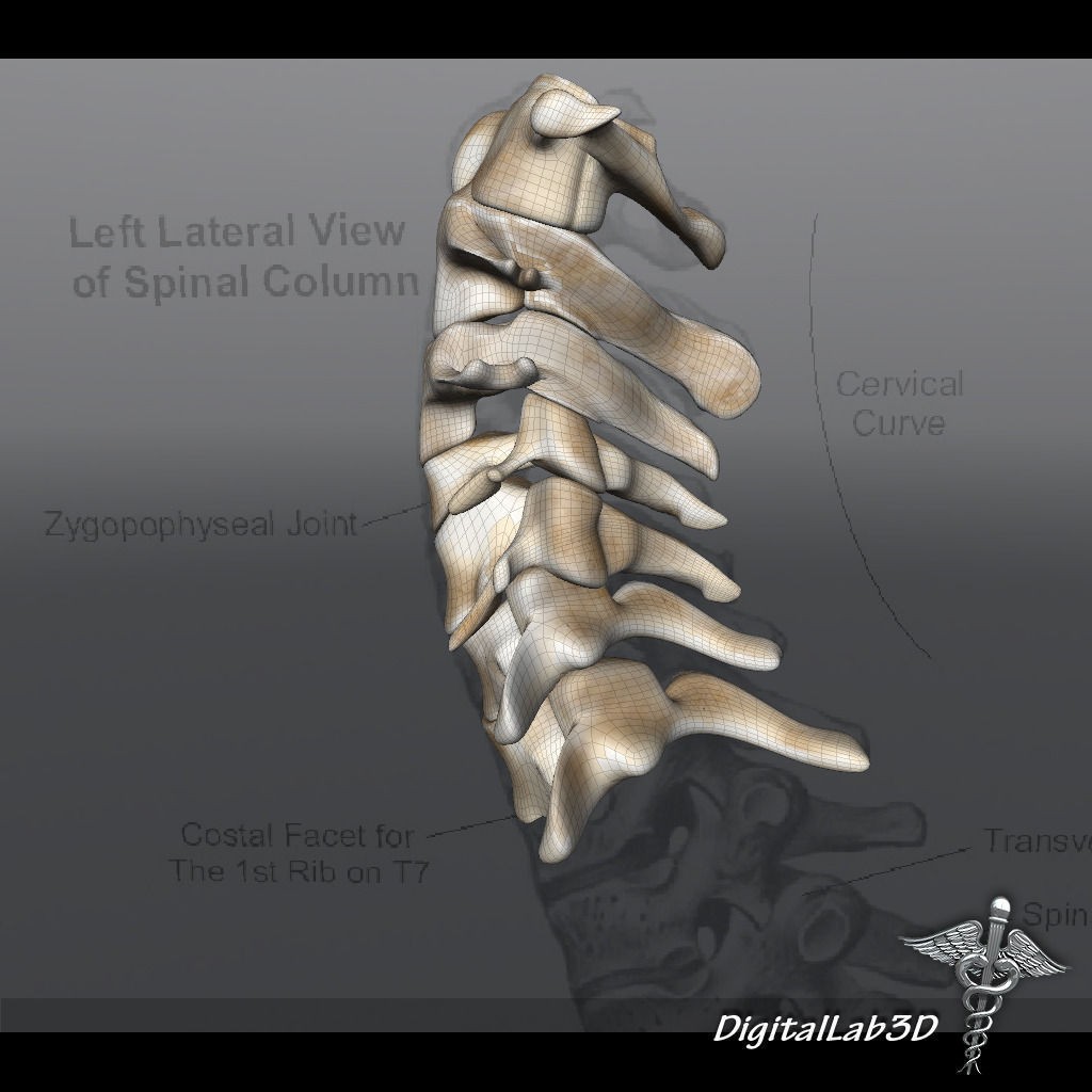Human Cervical Vertebrae 3D Model – Detailed Medical Asset, FBX, PBR - View 10