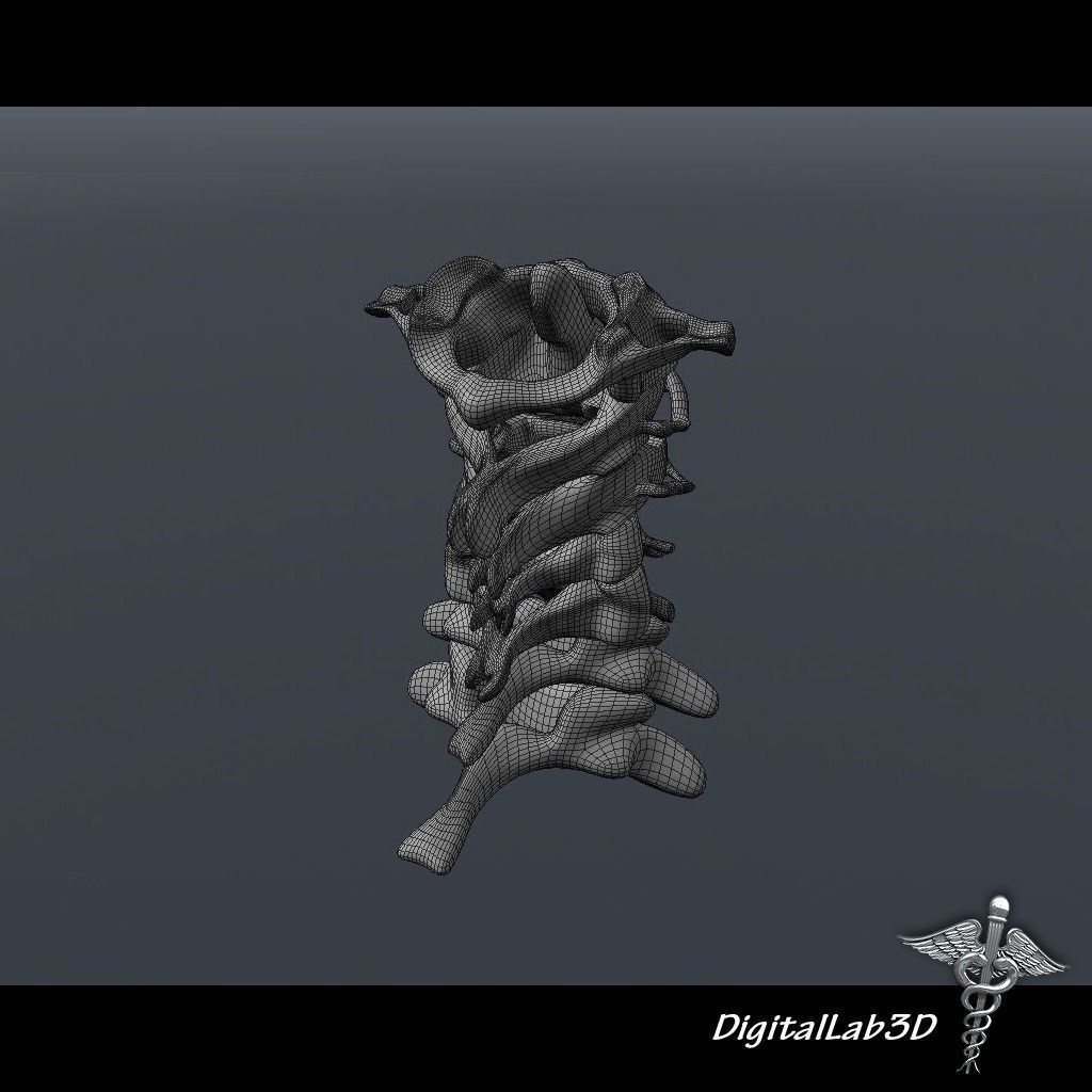 Human Cervical Vertebrae 3D Model – Detailed Medical Asset, FBX, PBR - View 11