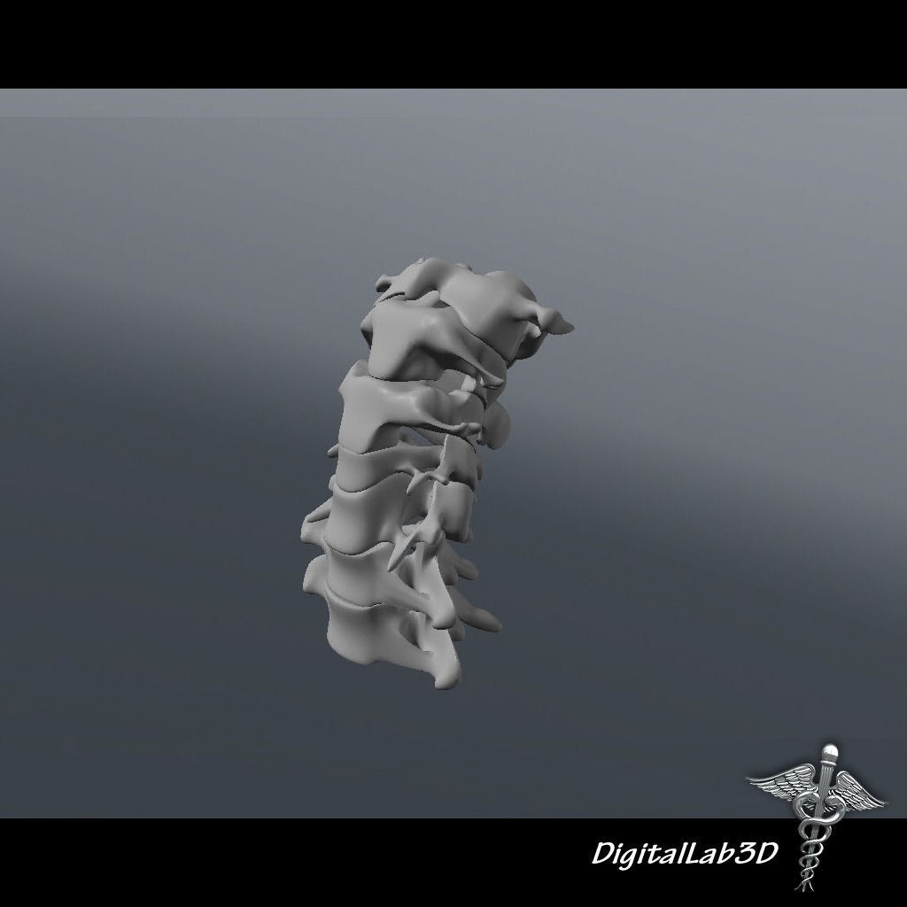 Human Cervical Vertebrae 3D Model – Detailed Medical Asset, FBX, PBR - View 12