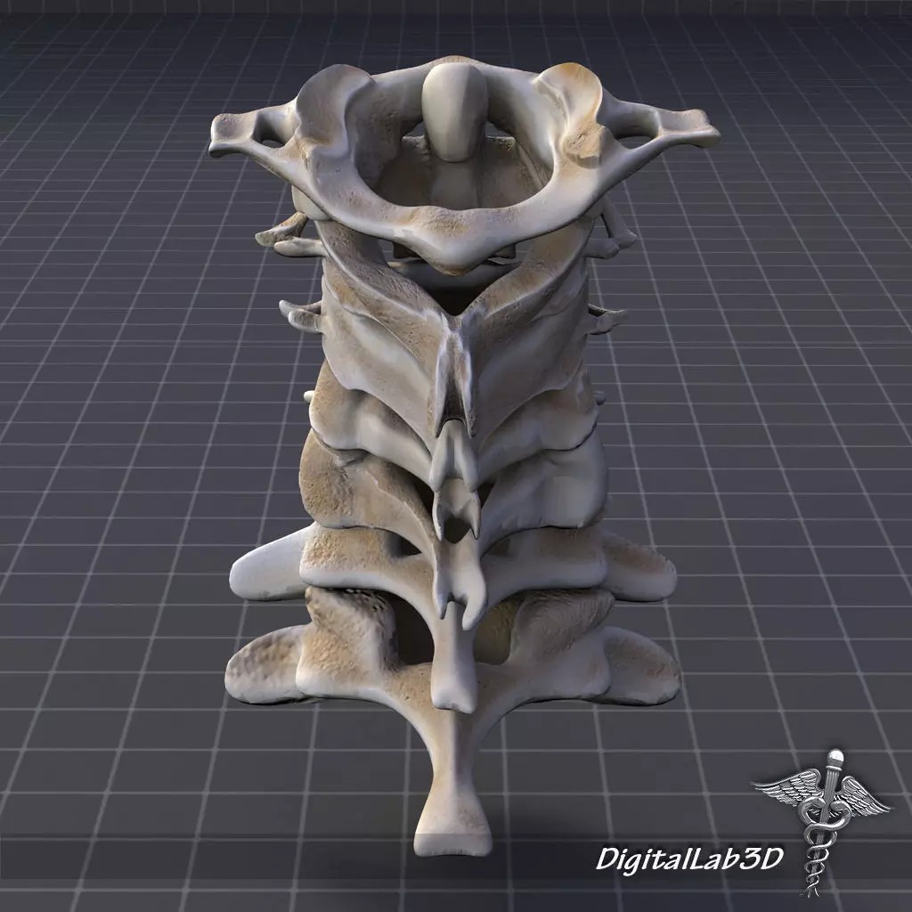 Human Cervical Vertebrae 3D Model – Detailed Medical Asset, FBX, PBR - View 2