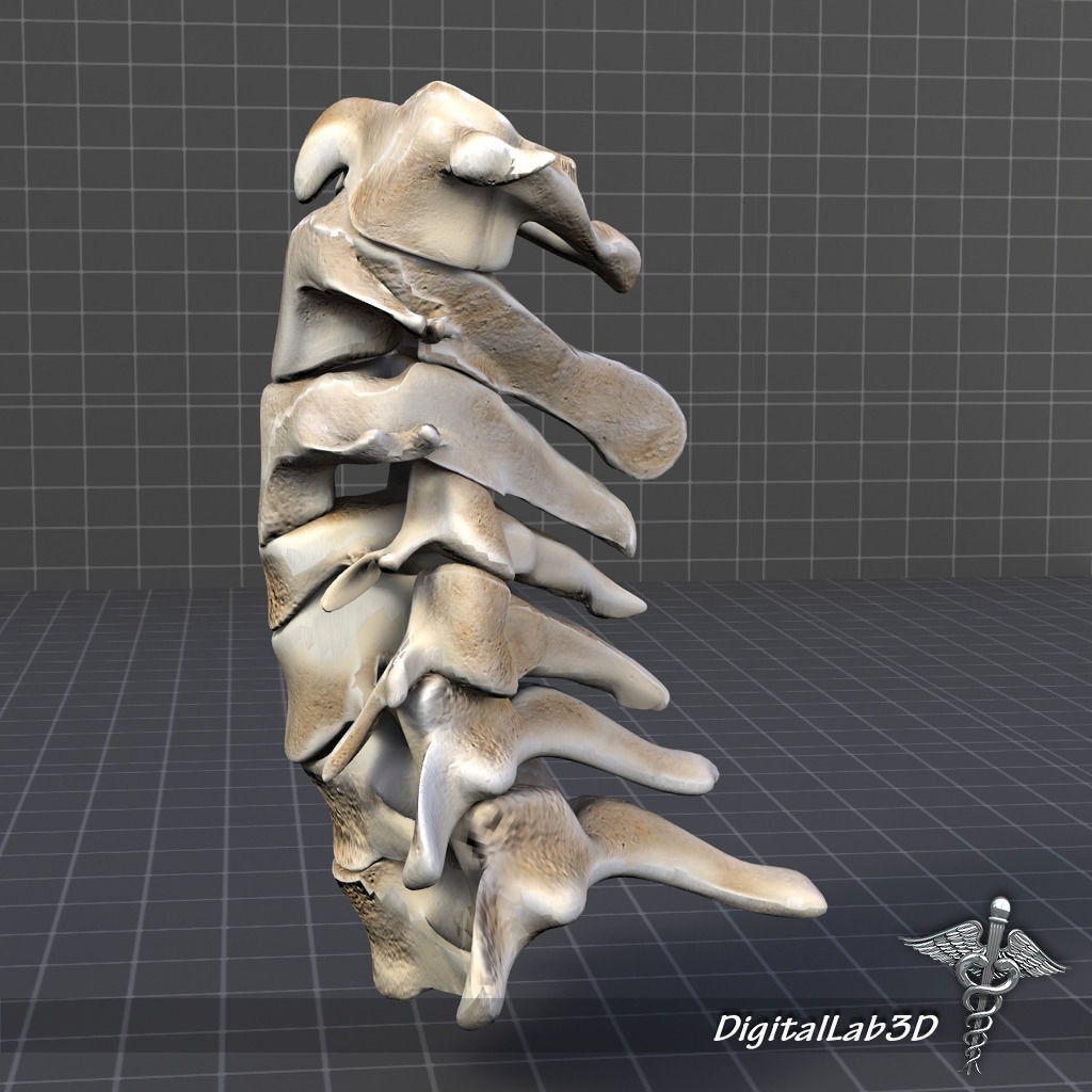 Human Cervical Vertebrae 3D Model – Detailed Medical Asset, FBX, PBR - View 3