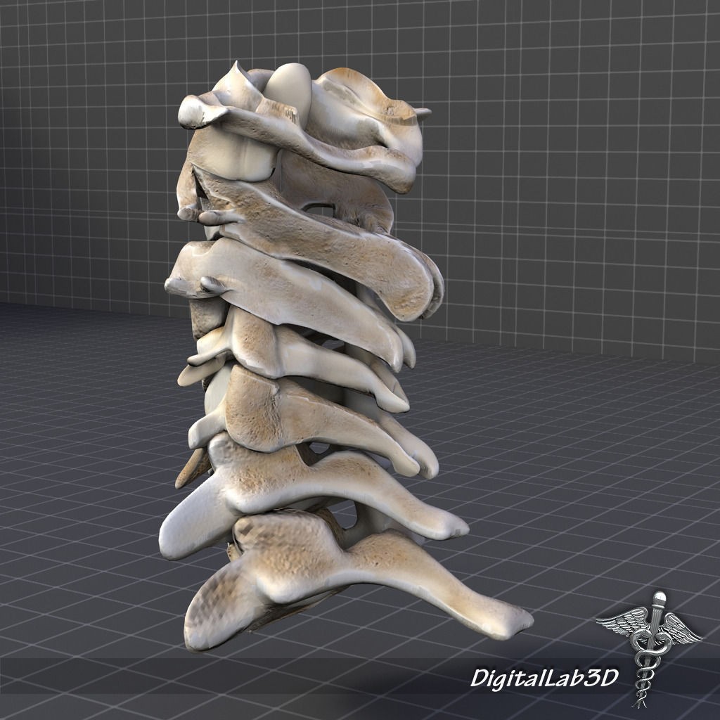 Human Cervical Vertebrae 3D Model – Detailed Medical Asset, FBX, PBR - View 4