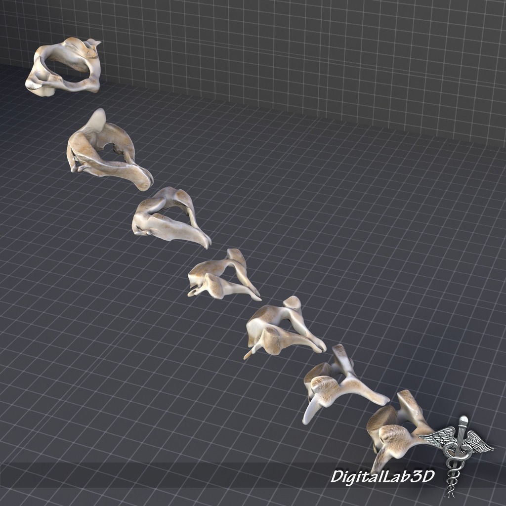 Human Cervical Vertebrae 3D Model – Detailed Medical Asset, FBX, PBR - View 5