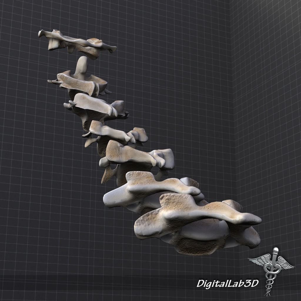 Human Cervical Vertebrae 3D Model – Detailed Medical Asset, FBX, PBR - View 6