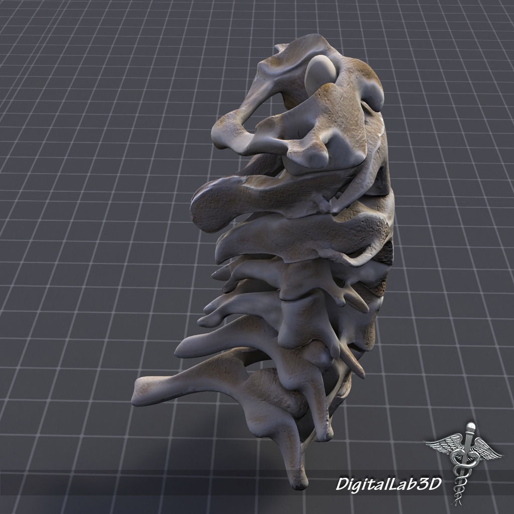 Human Cervical Vertebrae 3D Model – Detailed Medical Asset, FBX, PBR - View 7